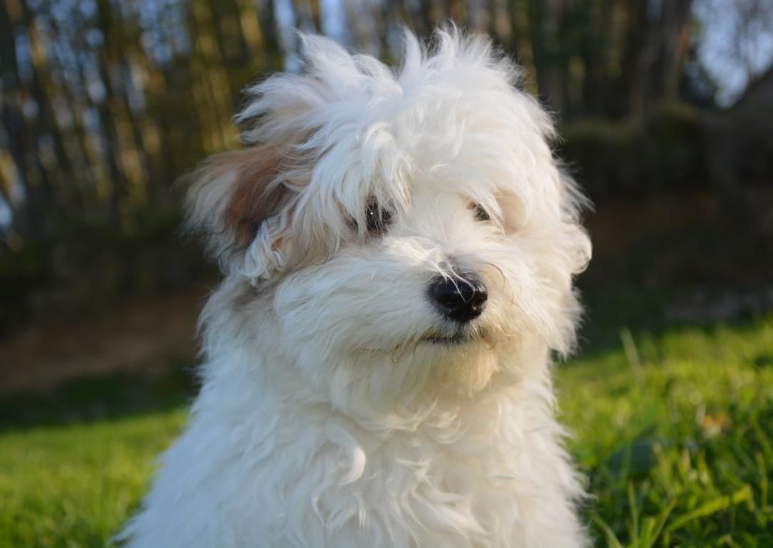 #21. Coton De Tulear